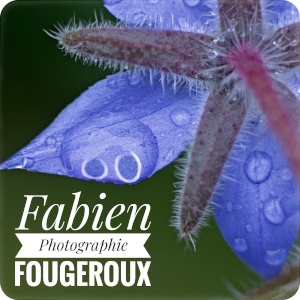 Fabien Fougeroux Photographie