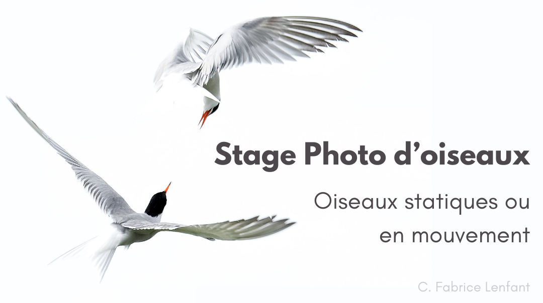 Stage Photo – Oiseaux